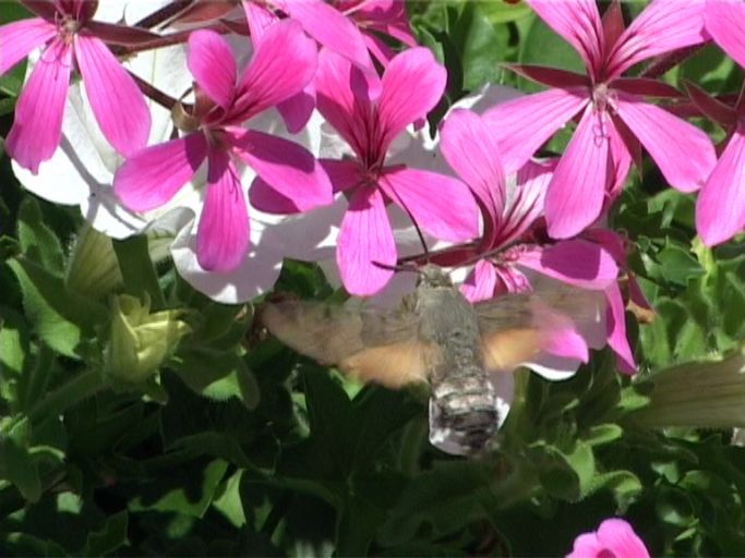 Taubenschwänzchen ( Macroglossum stellatarum ) : Kaiserstuhl, 17.07.2006